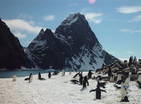 Voyage Antarctique Georgie Du Sud Terra Antarctica Expert Croisi Res