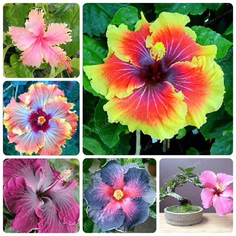 Colorful Hibiscus Flower Seeds Mix 100pcs BestSeedsOnline Free