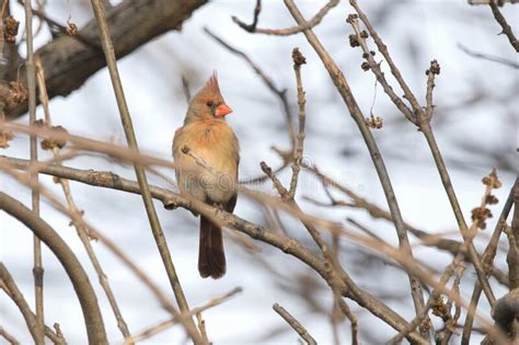 Northern Cardinal Female in a Tree in Spring Stock Photo - Image of ...