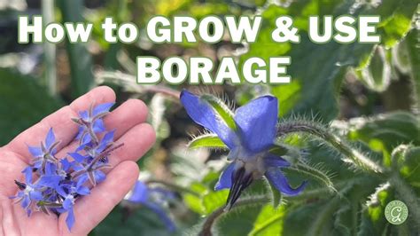 How To GROW USE BORAGE YouTube