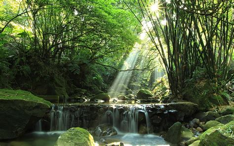 Bosque R O Cascada Rocas Musgo Rayos De Sol Bosque R O Cascada