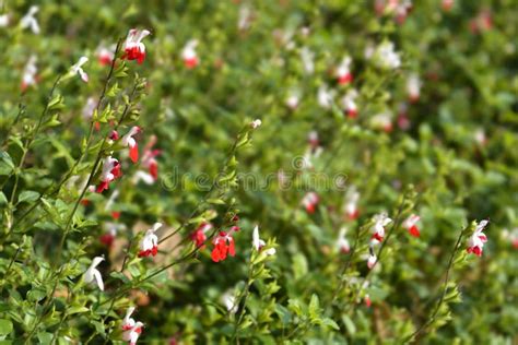 Baby Sage Hot Lips Stock Photo Image Of Garden Sage