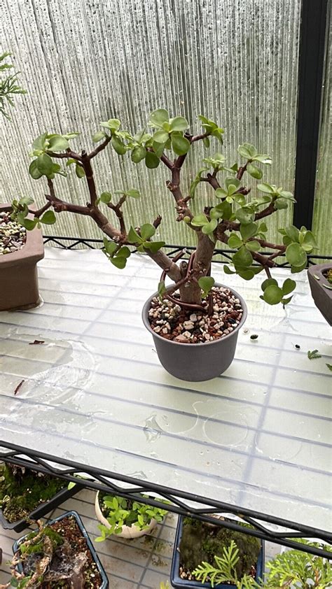 Jade Bonsai Dwarf Fat Trunk Portulacaria Afra Flower Cork Bark Jade