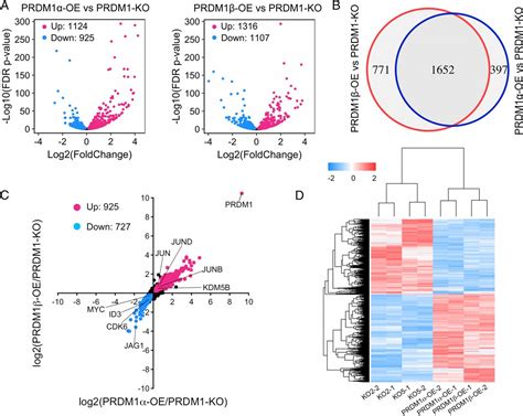 PRDM1 Silences Stem Cell Related Genes And Inhibits Proliferation Of