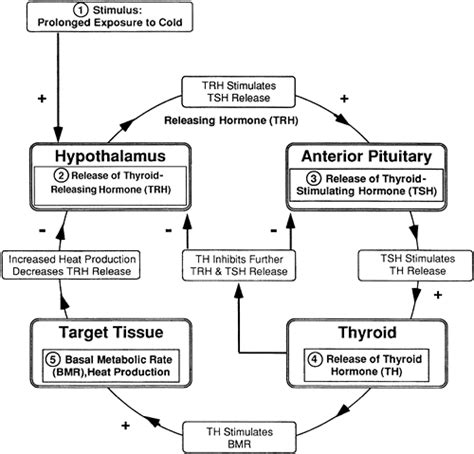 9 The Endocrine System Handbook Of Pathophysiology