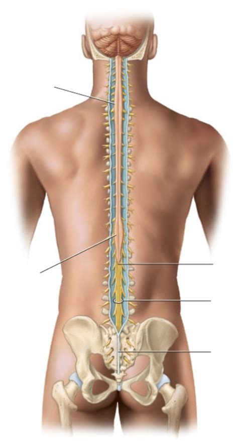 Spinal Cord Labeling Diagram Quizlet