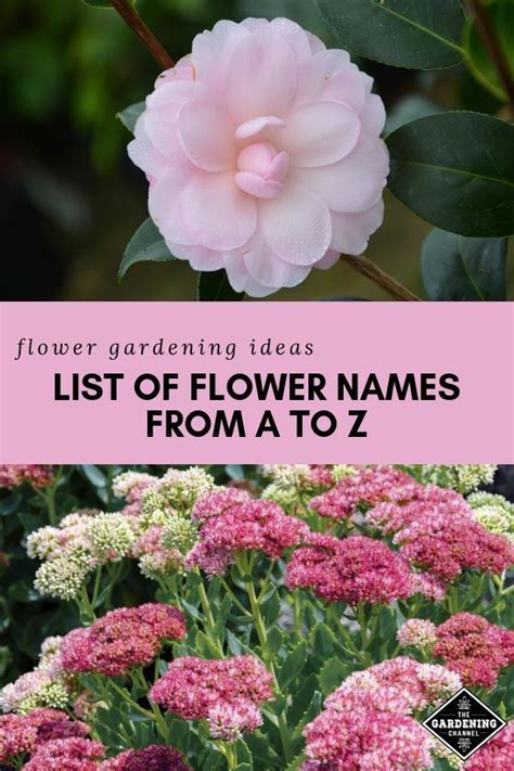 Famous Perennial Flowers Names And Pictures 2023