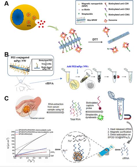 Figure From Magnetic Nanotechnology For Circulating Tumor Biomarkers