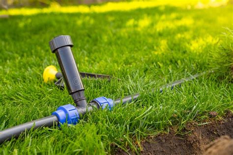 Installing A Pop Up Sprinkler In The Lawn Close Up Grass Irrigation