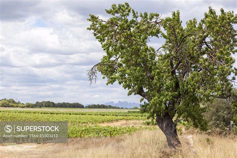 Landscape with tree and vineyards in Penedes wine area. - SuperStock