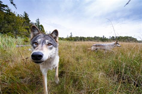 Save BC Wolves - Pacific Wild