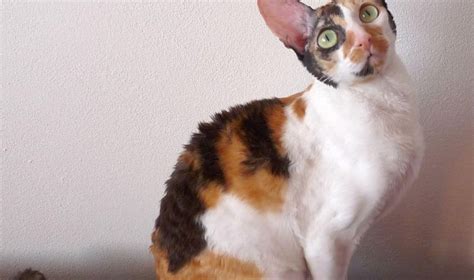 Gatto Cornish Rex Carattere Prezzo Allevamento Miciogatto It