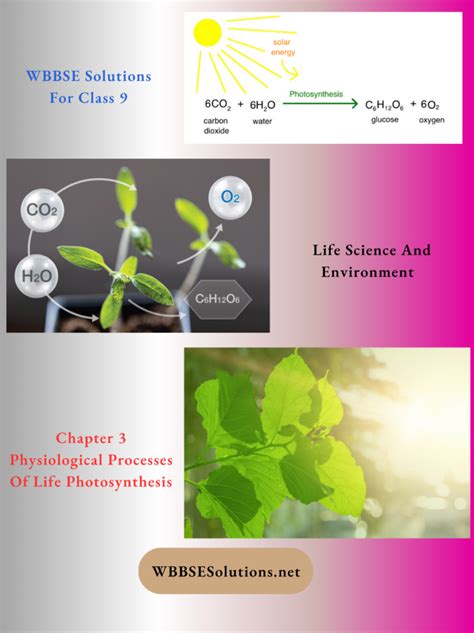 Wbbse Solutions For Class Life Science And Environment Chapter