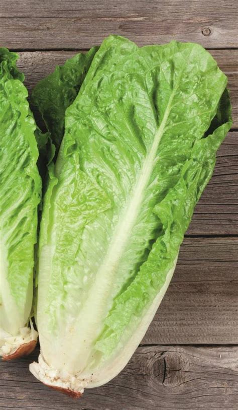 Lechuga Todas Sus Propiedades Y Beneficios Para La Salud