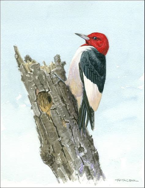 Red Headed Woodpecker Watercolor Painting By Jim Rataczak