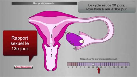 La P Riode De Fertilit Chez La Femme Youtube