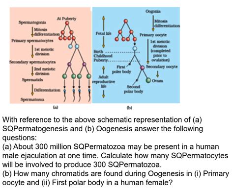 With Reference To The Above Schematic Representation Of A Spermato