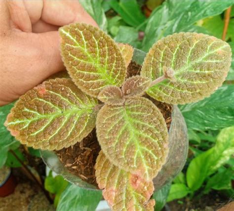 Episcia Adams Ribs Live Plant Well Rooted Established With 5 Or More