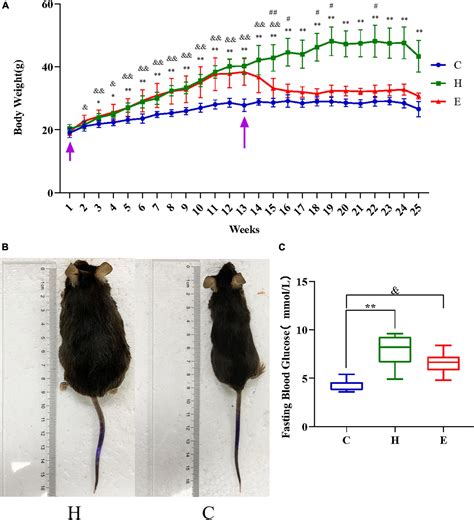 Frontiers Effect Of Empagliflozin On Cytoskeletal Repair In The