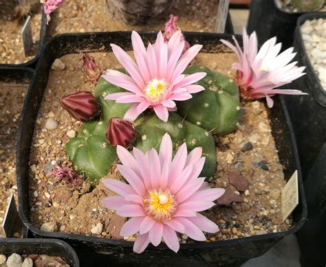 Echinocereus Knippelianus Il Fiore Tra Le Spine