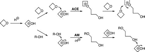 Cationic Ring Opening Polymerization Of Oxetane Proceeds Through The