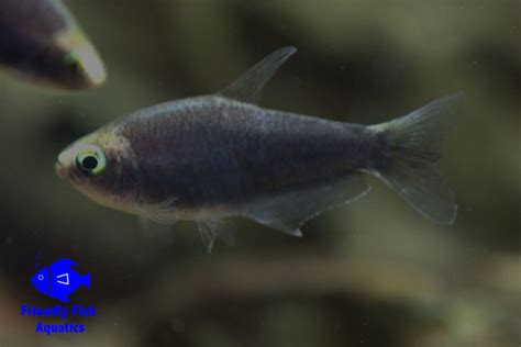 Black Emperor Tetra Friendly Fish Aquatics