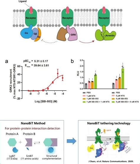 破解gpcrs的激酶招募及偏向性信号转导机制腾讯新闻