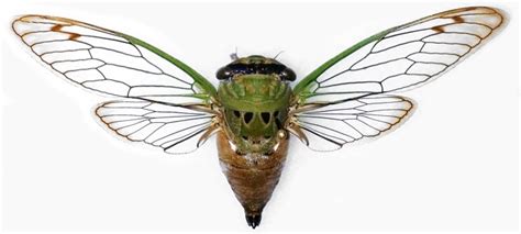 Cicadas 2024 Missouri Pronunciation Chart - Kiley Merlina