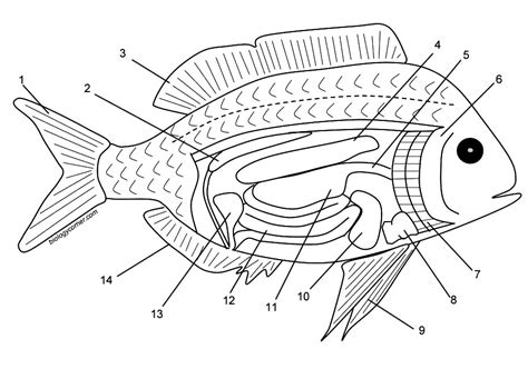 Fish Internal Anatomy Labeling Worksheet - Worksheets Printable Free