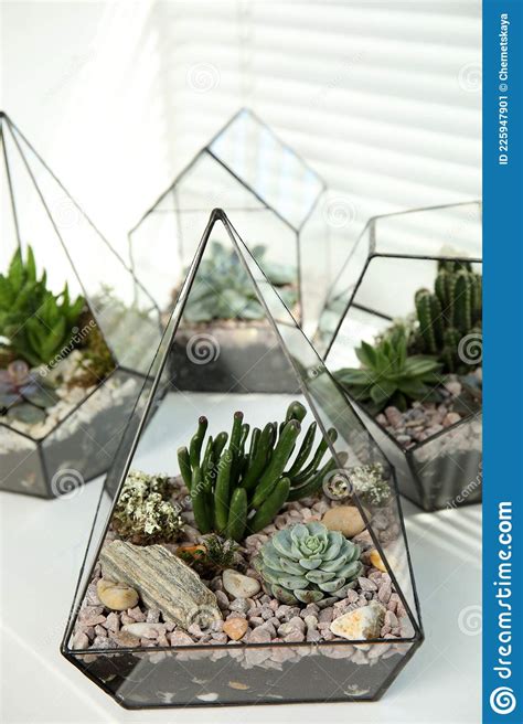 Glass Florarium With Succulents On Window Sill Transplanting Home