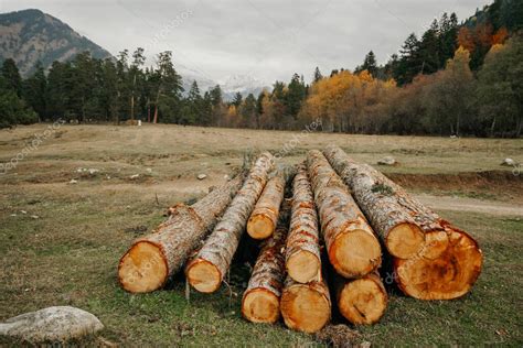 Troncos de árboles cortados y tendidos en el suelo en una zona forestal