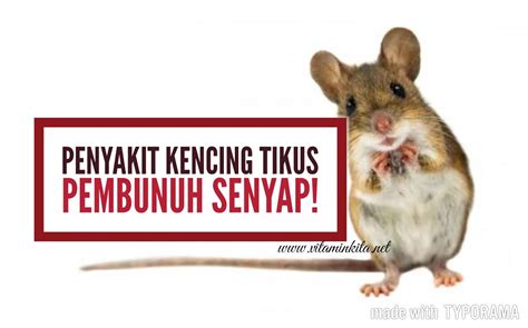 Leptospirosis Penyakit Kencing Tikus Pembunuh Senyap