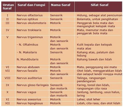 Hadijah Menulis: SISTEM SARAF TEPI