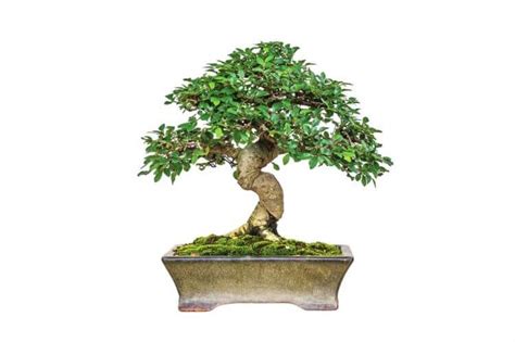 Lou's Bonsai Nursery Good Luck Money Bonsai Tree (Indoors)