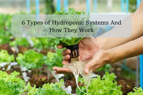 6 Types Of Hydroponic Systems And How They Work Hotreview4u