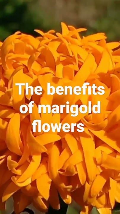 Marigold Flower Benefits Youtube