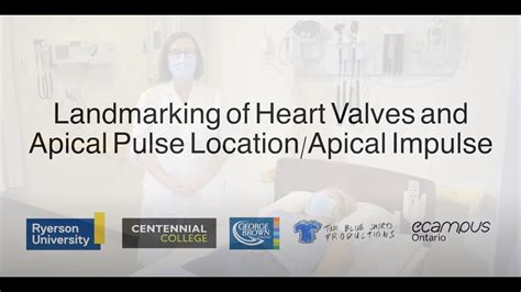 Landmarking Of Heart Valves And Apical Pulse Location Apical Impulse