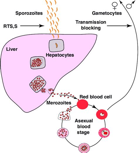 The Life Cycle Of P Falciparum P Falciparum Sporozoites Are Injected Download Scientific