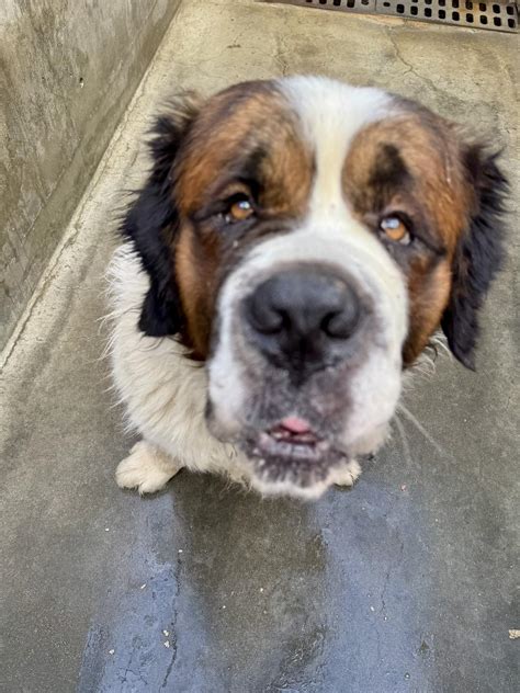 West Valley Animal Shelter Volunteers | Los Angeles CA
