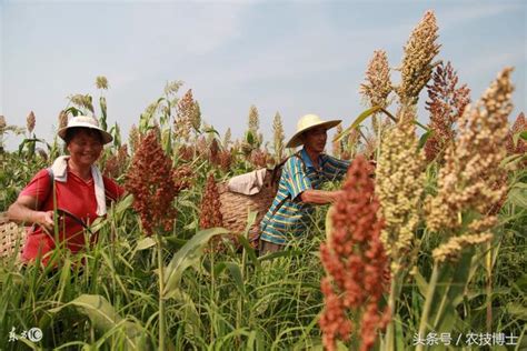 高粱種植如何實現高產？高粱的高產種植技術 每日頭條