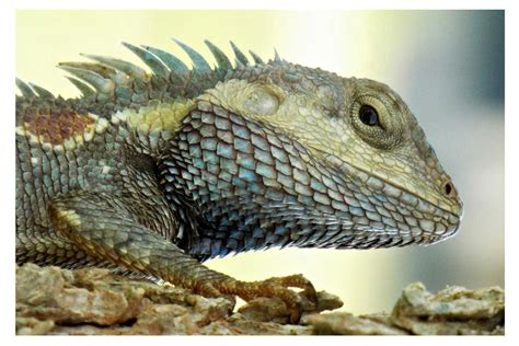 Blue Crested Lizard (2) by kiew1 on DeviantArt