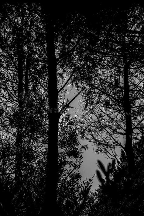 Black and White Forest Silhouette Stock Image - Image of gray, sierra ...