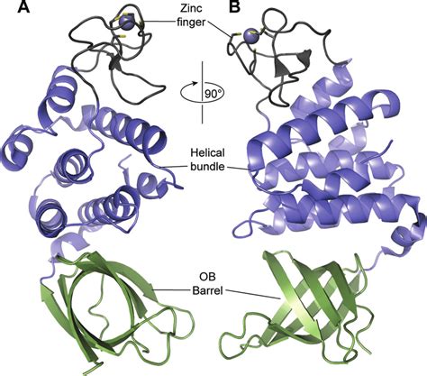 The structure of the RecO protein of Deinococcus radiodurans (Leiros et... | Download Scientific ...