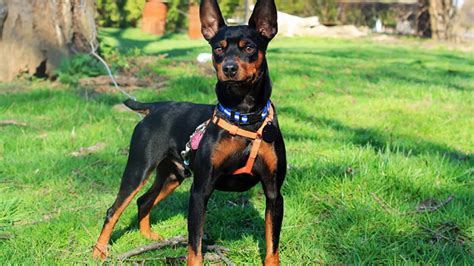 Do Miniature Pinscher Ears Stand Up? Ear Characteristics