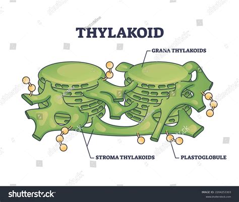 Thylakoid Membrane Bound Chloroplast Compartments Structure Stock Vector (Royalty Free ...