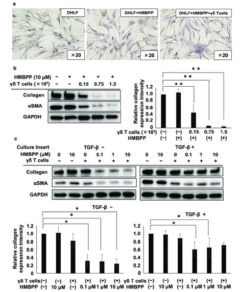 Effect Of Hmbpp On T Cell Mediated Suppression Of Collagen In Lung