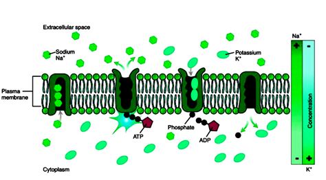 Organic Uses Of Sodium And Potassium Sodium Potassium Pump