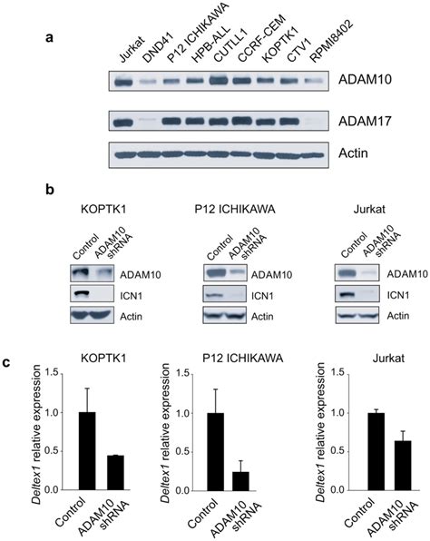 Adam Inactivation Impairs Notch Signaling In T All A Western Blot