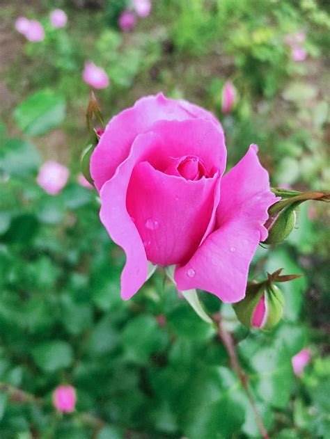 Xem ngay những hình ảnh bông đẹp với nhiều loại hoa khác nhau 