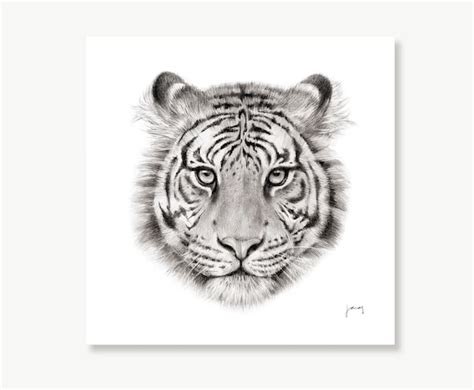 Realistic Tiger Drawings